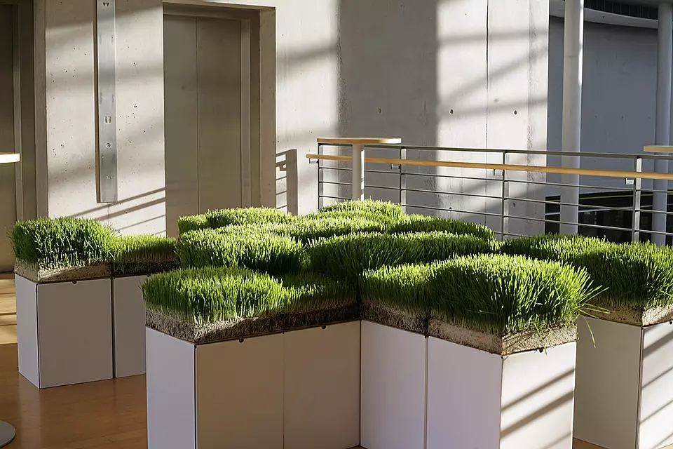 Installation "Grasfelder" in verschiedenen Wuchshöhen mit Wurzelblock auf Kuben.